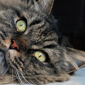 Kater Gwyneth alias der Bär