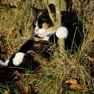 Katze(1)