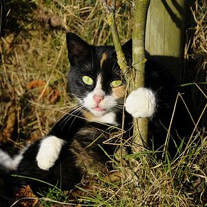 Katze(3)