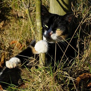 Katze(4)