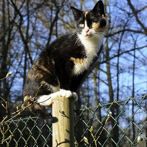 Katze(8)