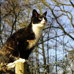Katze(9)