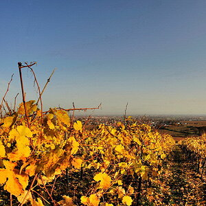 Weinberg Blick auf Deidesheim