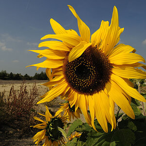 Sonnenblume