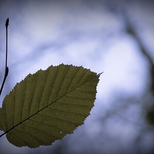 Das letzte Blatt