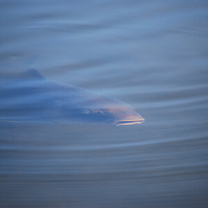 eure Fische #01