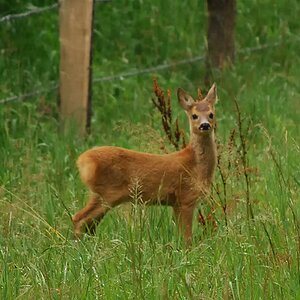 eure Wildlife #03