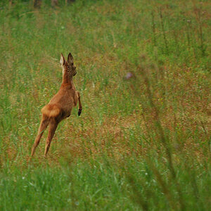 eure Wildlife #04