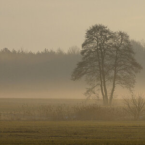 Oberlausitzer Teichlandschaft im Morgennebel.