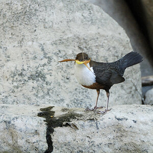 Balz der Wasseramsel