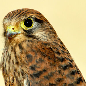Junger Turmfalke