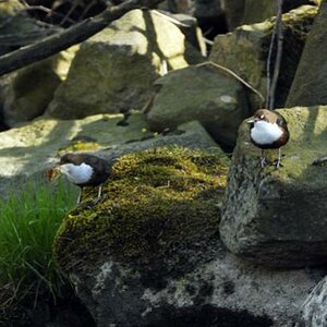 Balzritual der Wasseramseln