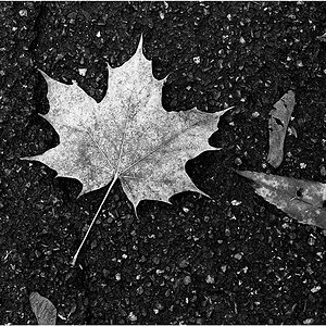 Herbstblatt