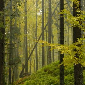 Bayerischer Wald bei Regen