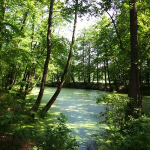 Waldteich bei Halbendorf