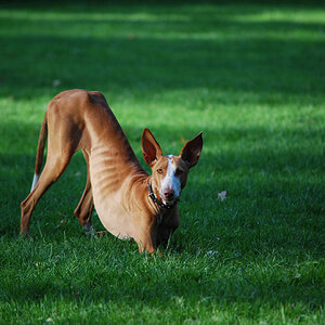 Galgo