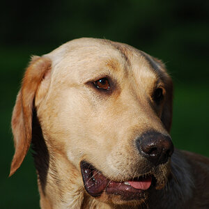 Goldenretriever