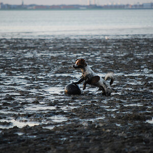 Jackrussel im Watt
