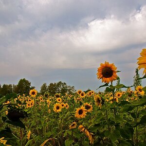 Sonnenblumen www