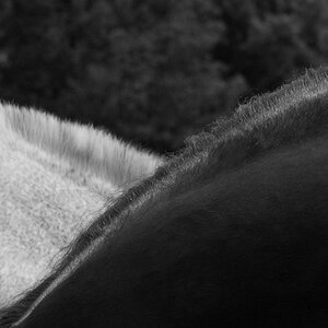 DSC 5473 Kopie crop