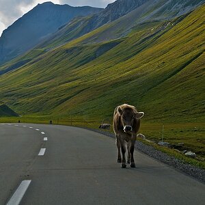 Schweiz nff (11)
