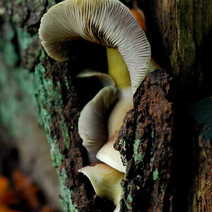 DSC Pilz11