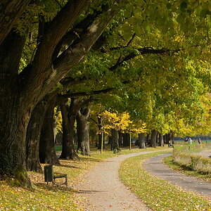 Allee