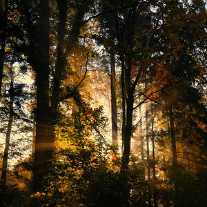 Morgennebel im Wald