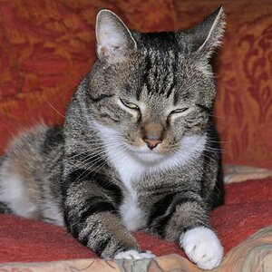 Willi