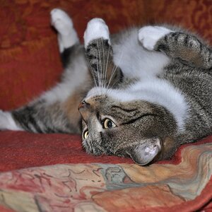 Willi