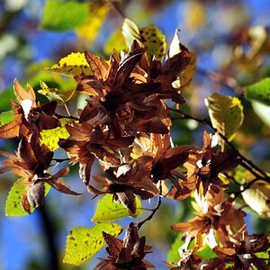 caprinus b herbst 02
