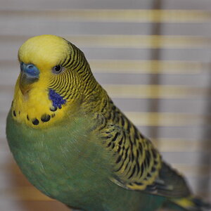 M001