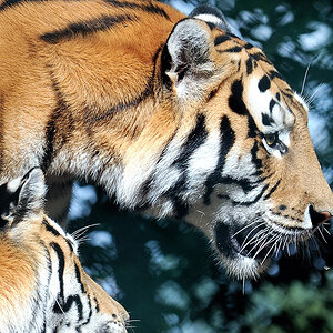 2009 - Tiger im Zoo Straubing