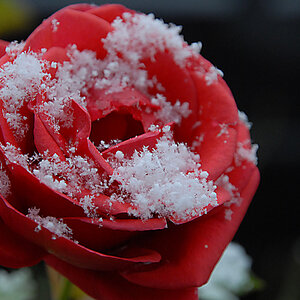 schnee der auf rosen faellt 01a