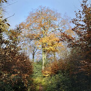 Herbst