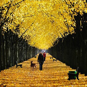 Herbstallee 02