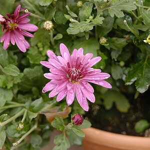 Blume 2009 0210003