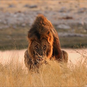 comp Namibia 09 27718