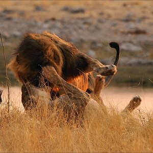 comp Namibia 09 27834