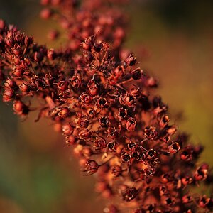 Lysimachia punctata 30. Okt in meinem Hausgarten