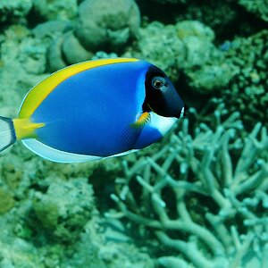 Dori