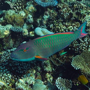 Fisch1