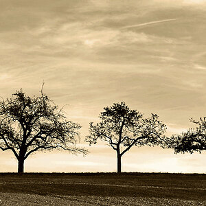 die drei Grazien