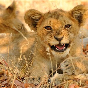 acomp Namibia 09 23881