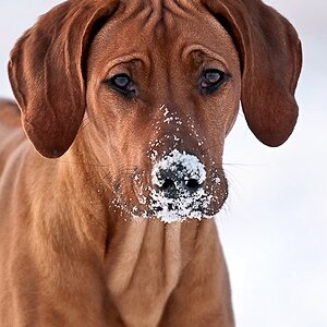 Hund Test
