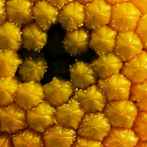 D70 0003 Margerite 100% Crop