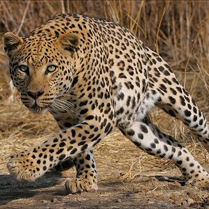 acomp Namibia 09 10047a