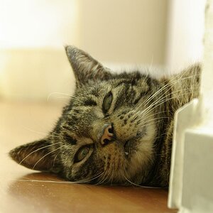 "Dreizahn", eine unserer beiden Katzen.