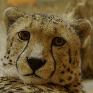 ZOO Rostock