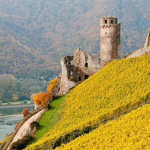 200910310071 - Herbst im Rheingau - Ruine Ehrenfels